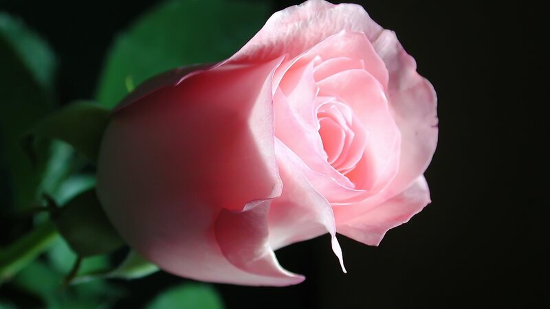 Pink Rose in Bloom — Dramatic, Photograph, Green Leaves
