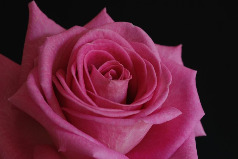 Pink Rose in Bloom — Dramatic, Photograph, Petals, Black Background