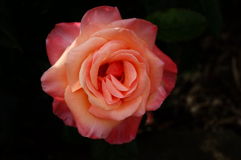 Pink Rose in Bloom — Dramatic, Photograph, Petals, Dark Background, Leaves