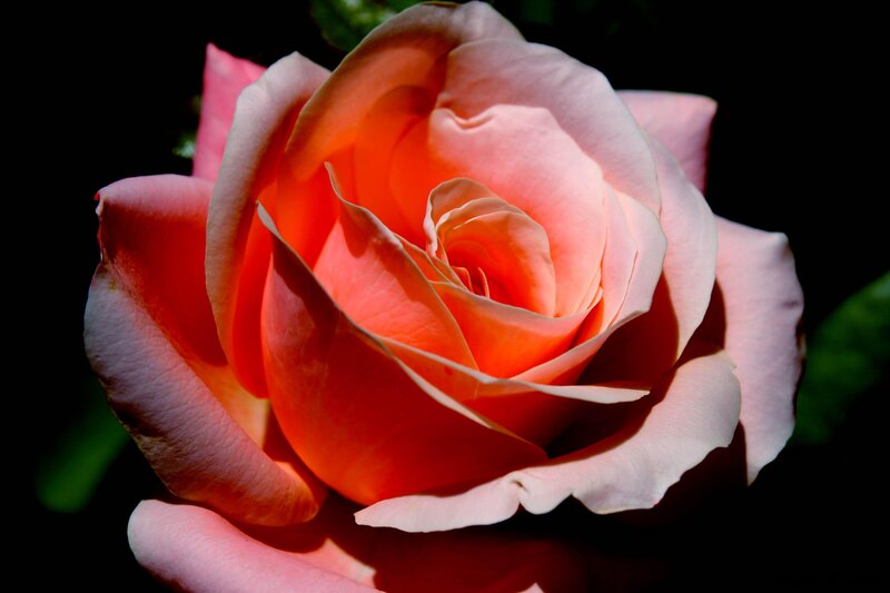 Pink Rose in Bloom — Dramatic, Photograph, Petals, Dark Background