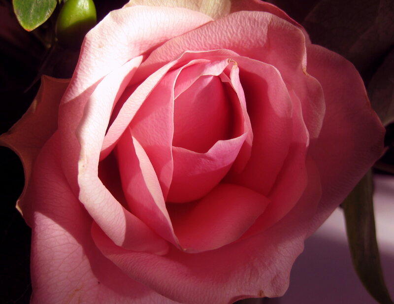 Pink Rose in Bloom — Dramatic, Photograph, Petals, Leaves