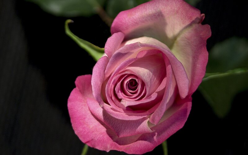 Pink Rose in Bloom — Dramatic, Photograph, Petals, Stem
