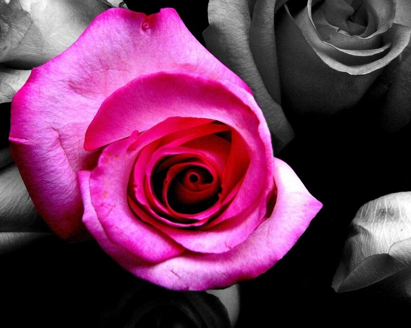 Pink Rose in Bloom — Dramatic, Photograph, Petals