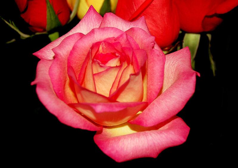 Pink Rose in Bloom — Dramatic, Photograph