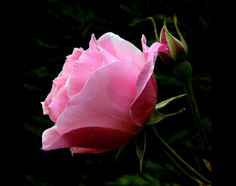 Pink Rose in Bloom — Dramatic