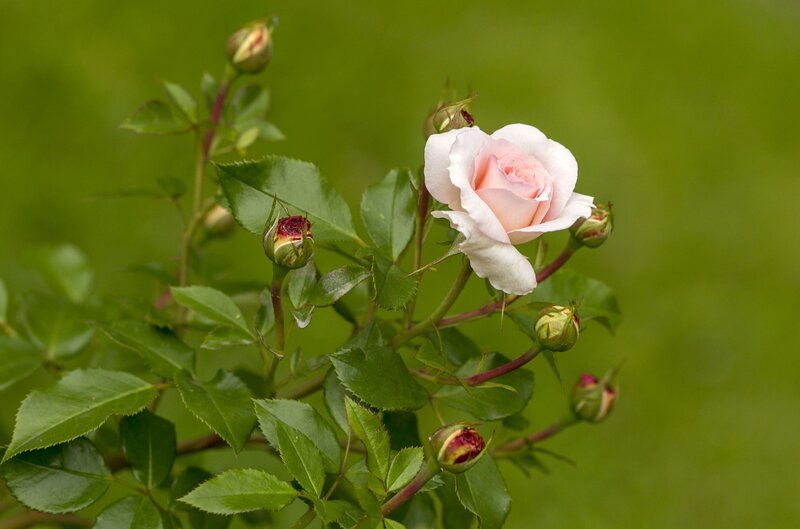 Pink Rose in Bloom — Green, Serene, Spring