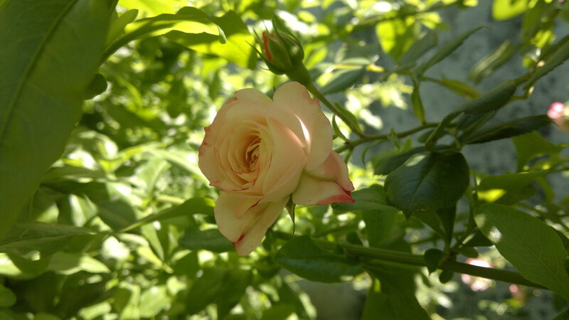 Pink Rose in Bloom — Green, Serene