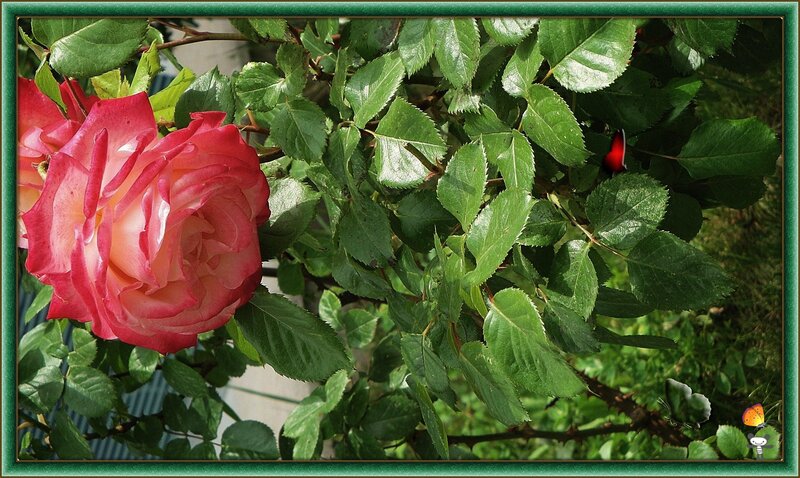 Pink Rose in Bloom — Green