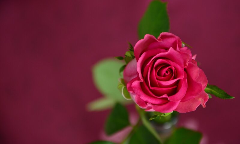 Pink Rose in Bloom — Magenta, Calm