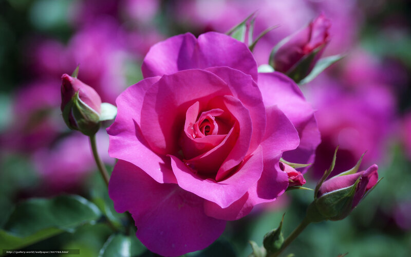 Pink Rose in Bloom — Magenta, Serene