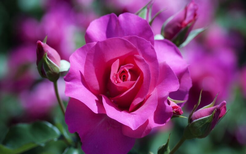 Pink Rose in Bloom — Magenta