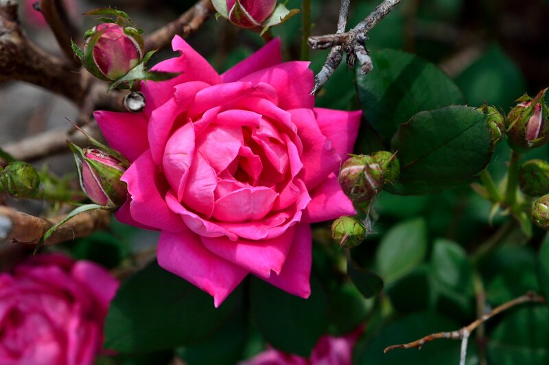 Pink Rose in Bloom — Natural