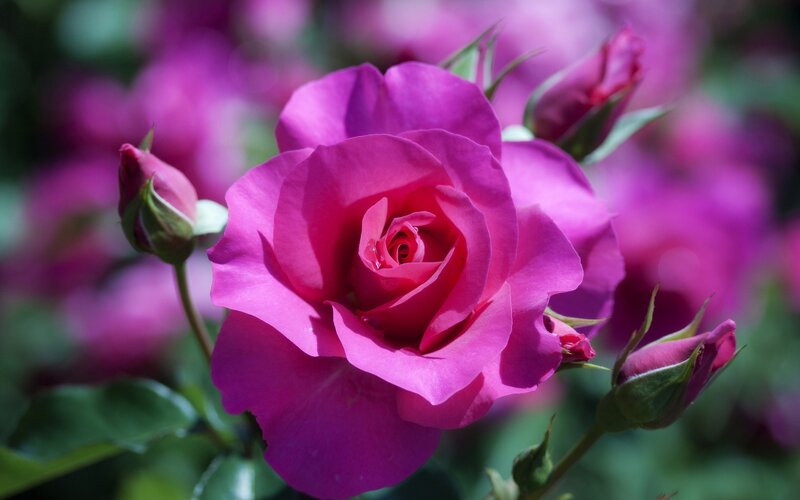 Pink Rose in Bloom — Purple, Serene, Afternoon