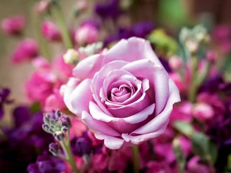 Pink Rose in Bloom — Purple, Serene