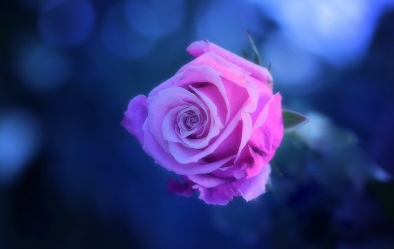 Pink Rose in Bloom — Purple
