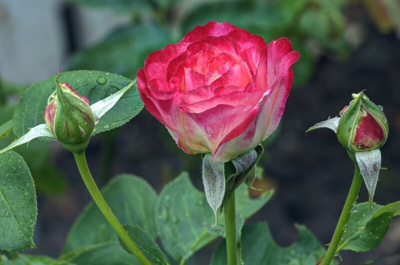 Pink Rose in Bloom — Red, Serene, Morning