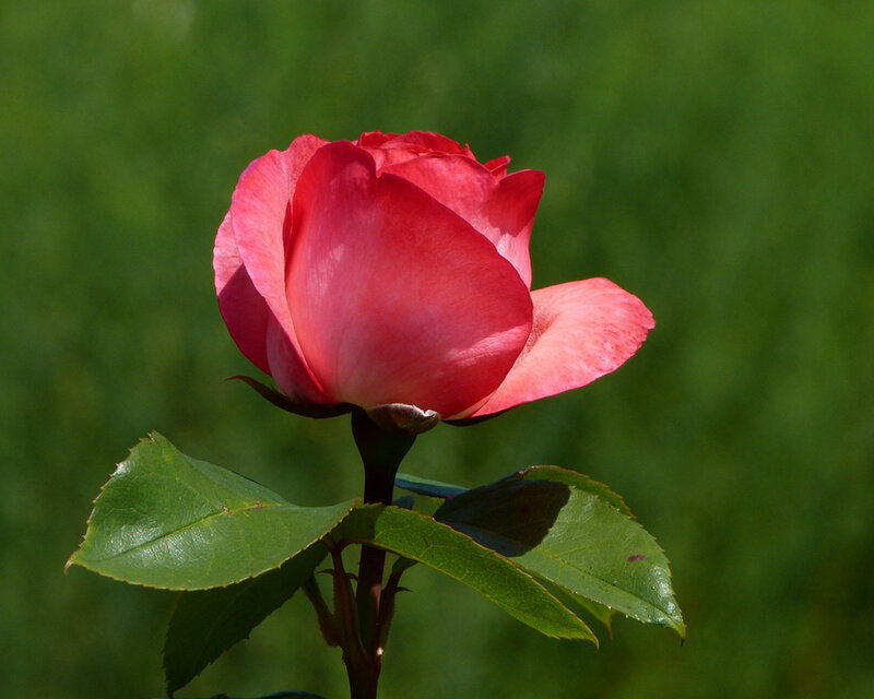 Pink Rose in Bloom — Red, Serene