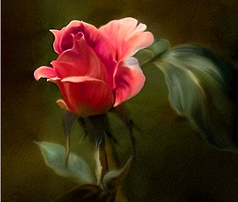 Pink Rose in Bloom — Red