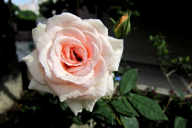 Pink Rose in Bloom — Serene, Afternoon, Photograph, Bud, Leaves, Garden