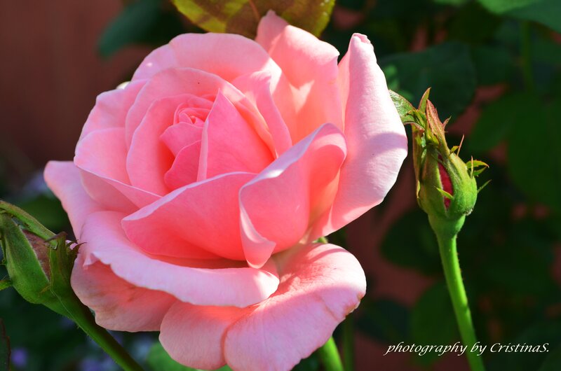 Pink Rose in Bloom — Serene, Afternoon, Photograph, Bud, Leaves, Stem