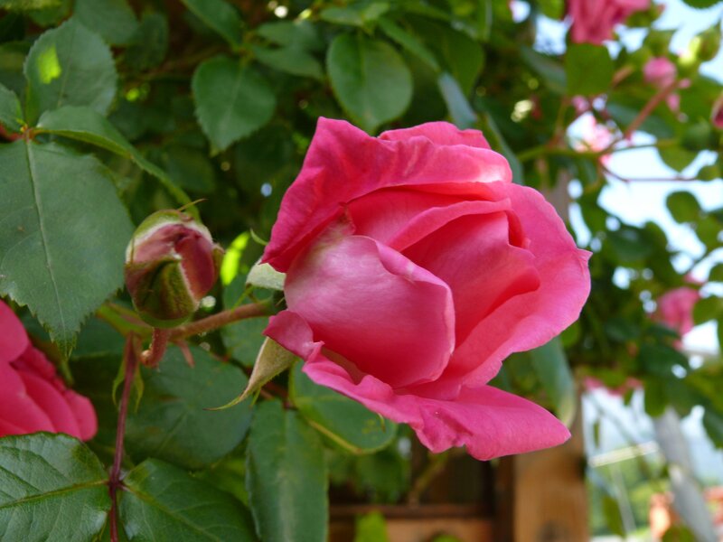 Pink Rose in Bloom — Serene, Afternoon, Photograph, Bud, Leaves, Sunlight