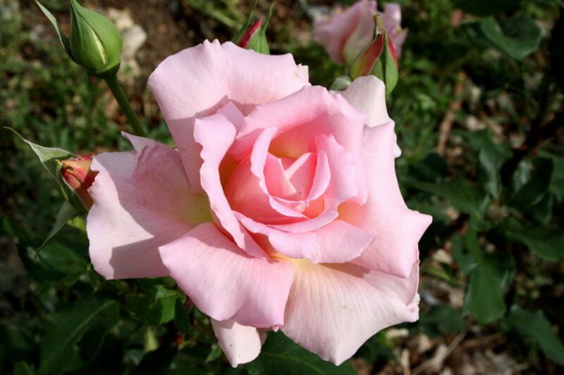 Pink Rose in Bloom — Serene, Afternoon, Photograph, Bud, Leaves