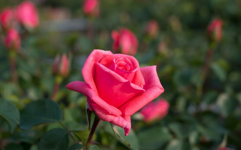 Pink Rose in Bloom — Serene, Afternoon, Photograph, Buds, Leaves, Garden