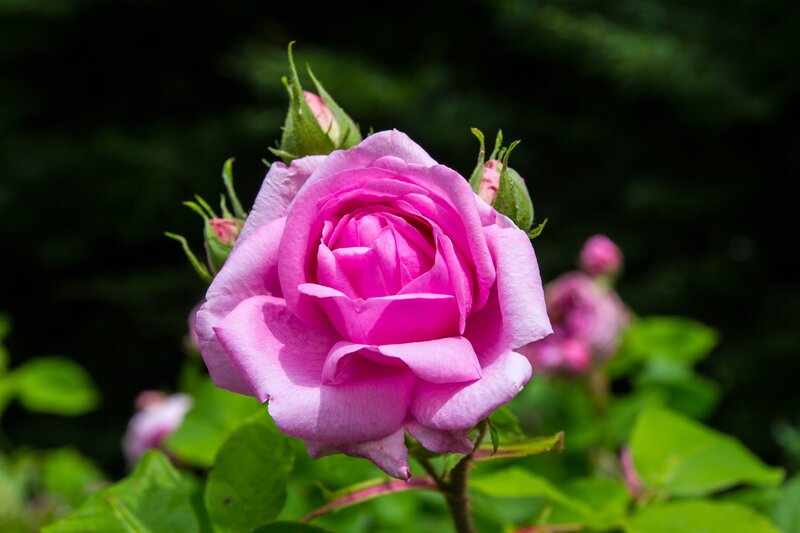 Pink Rose in Bloom — Serene, Afternoon, Photograph, Buds, Leaves, Greenery