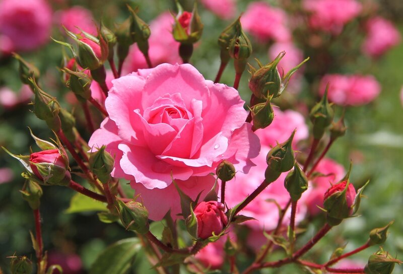 Pink Rose in Bloom — Serene, Afternoon, Photograph, Buds, Leaves, Stem