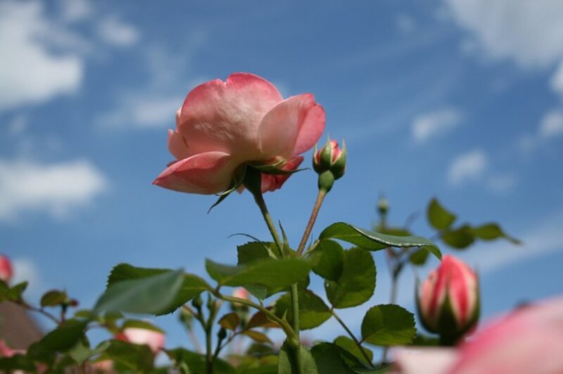 Pink Rose in Bloom — Serene, Afternoon, Photograph, Buds, Leaves