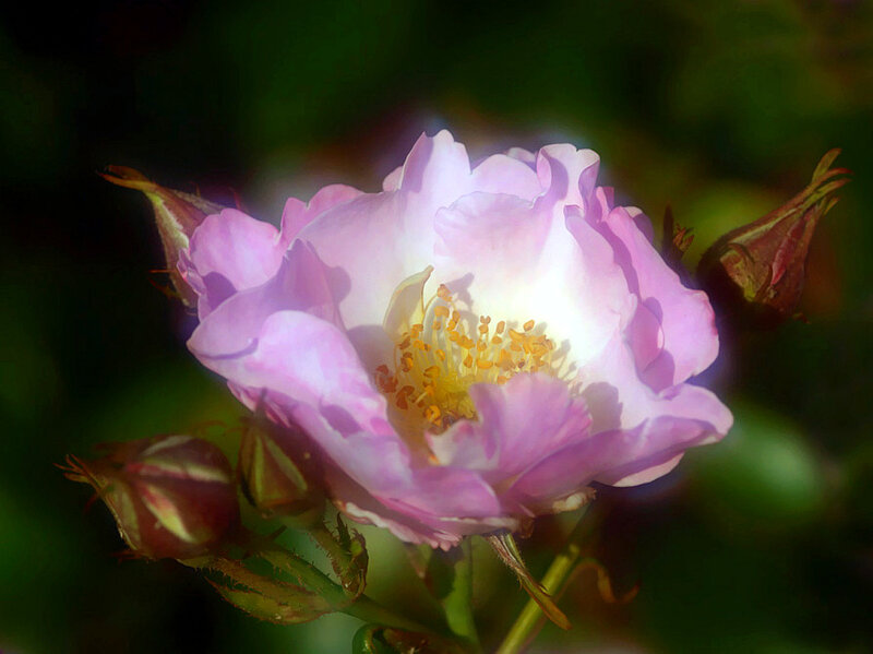 Pink Rose in Bloom — Serene, Afternoon, Photograph, Buds, Stamen