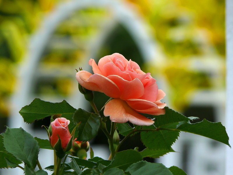 Pink Rose in Bloom — Serene, Afternoon, Photograph, Buds