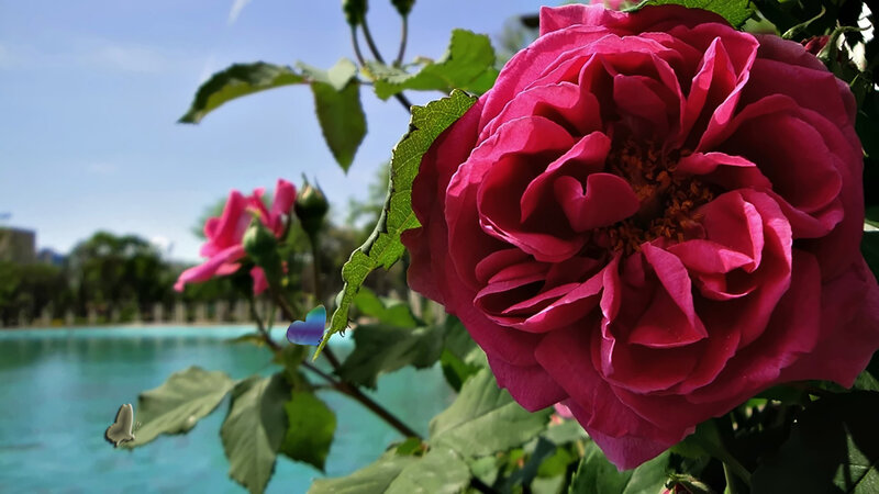 Pink Rose in Bloom — Serene, Afternoon, Photograph, Butterfly