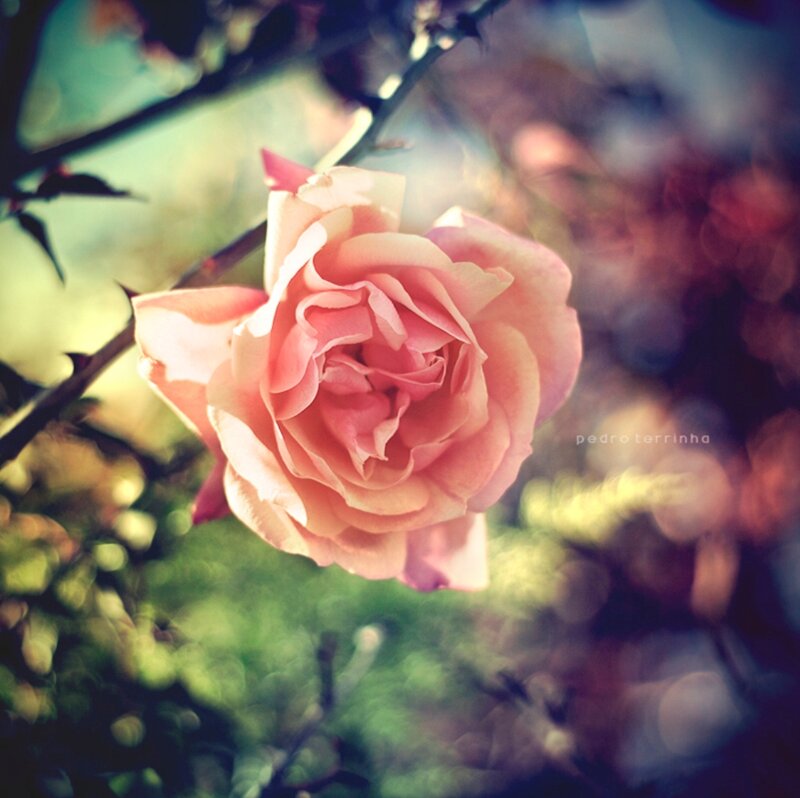 Pink Rose in Bloom — Serene, Afternoon, Photograph, Flower, Branch