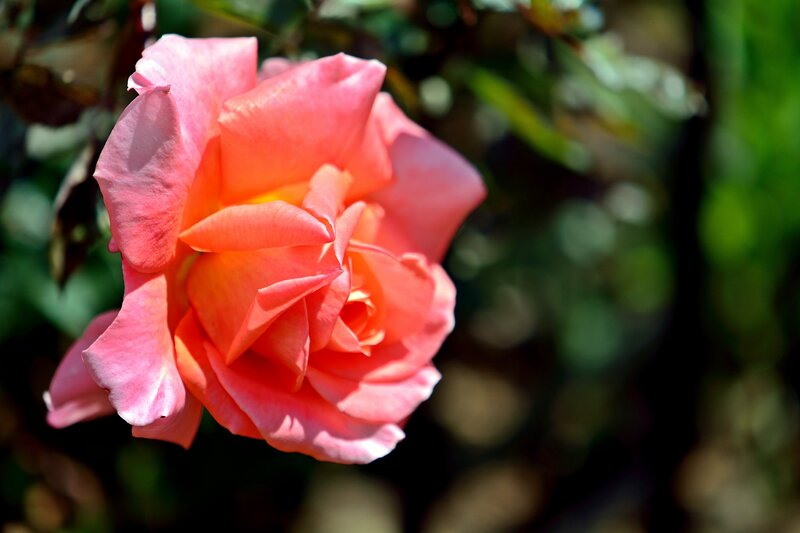 Pink Rose in Bloom — Serene, Afternoon, Photograph, Flower, Leaves