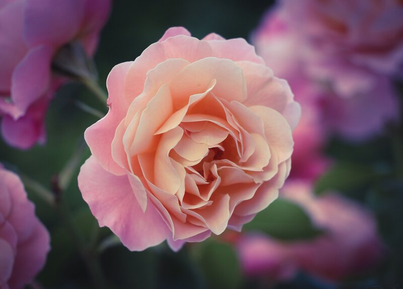 Pink Rose in Bloom — Serene, Afternoon, Photograph, Flower, Petals, Green Leaves