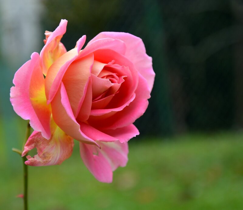 Pink Rose in Bloom — Serene, Afternoon, Photograph, Flower, Stem, Greenery
