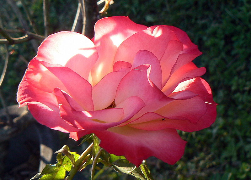 Pink Rose in Bloom — Serene, Afternoon, Photograph, Flower, Stem