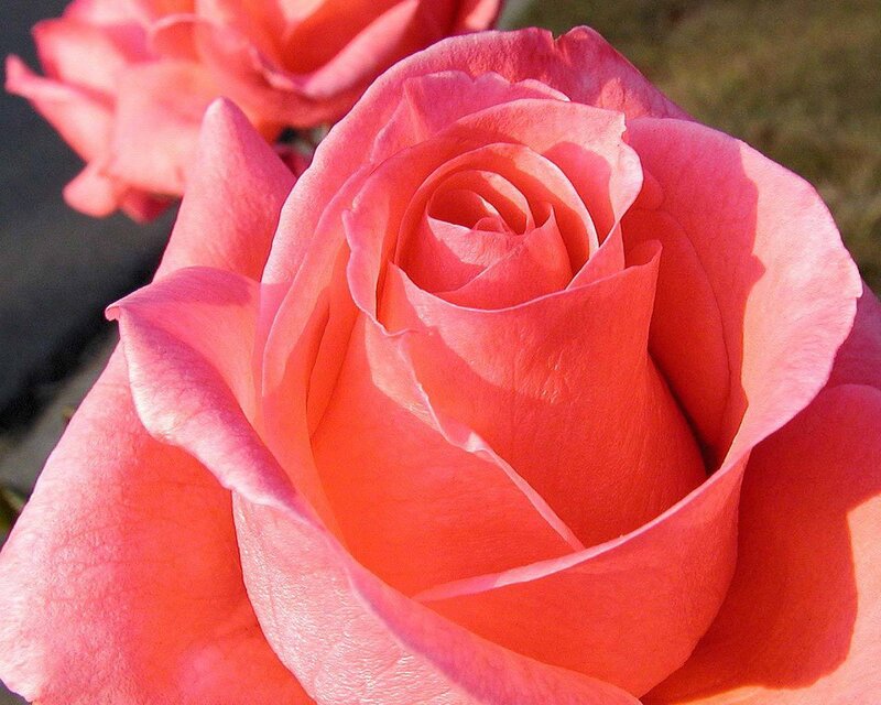 Pink Rose in Bloom — Serene, Afternoon, Photograph, Flower