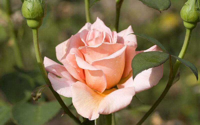 Pink Rose in Bloom — Serene, Afternoon, Photograph, Green Buds
