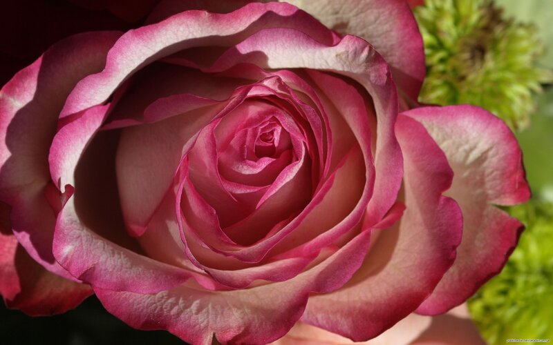 Pink Rose in Bloom — Serene, Afternoon, Photograph, Green Foliage