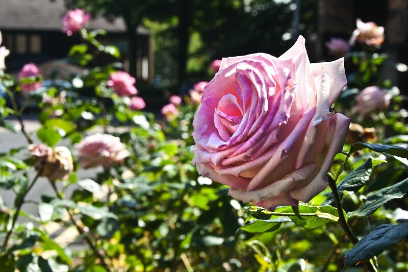 Pink Rose in Bloom — Serene, Afternoon, Photograph, Green Leaves, Other Roses, Building