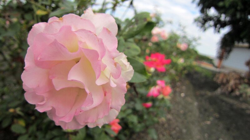 Pink Rose in Bloom — Serene, Afternoon, Photograph, Green Leaves, Other Roses, Path