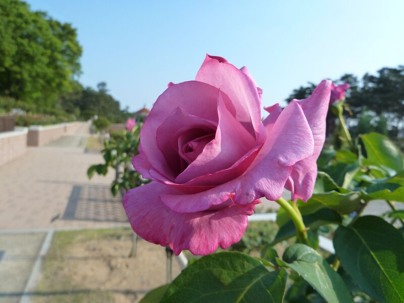 Pink Rose in Bloom — Serene, Afternoon, Photograph, Green Leaves, Path