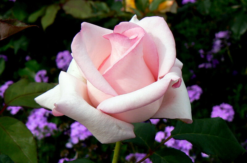 Pink Rose in Bloom — Serene, Afternoon, Photograph, Green Leaves, Purple Flowers
