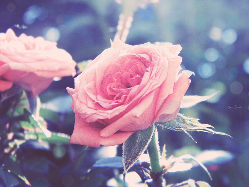Pink Rose in Bloom — Serene, Afternoon, Photograph, Leaf