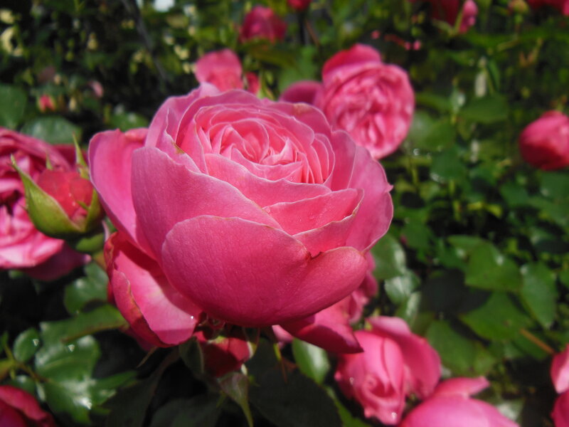 Pink Rose in Bloom — Serene, Afternoon, Photograph, Leaves, Bud