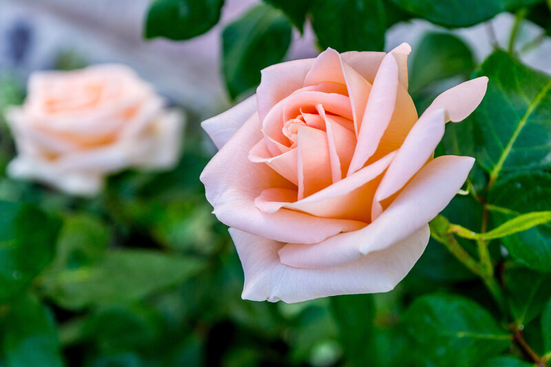 Pink Rose in Bloom — Serene, Afternoon, Photograph, Leaves