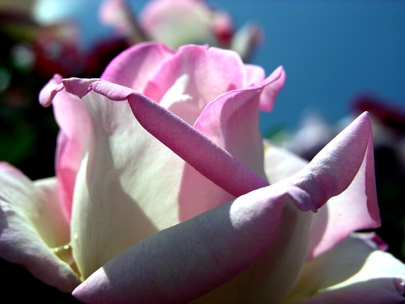Pink Rose in Bloom — Serene, Afternoon, Photograph, Petals, Sky