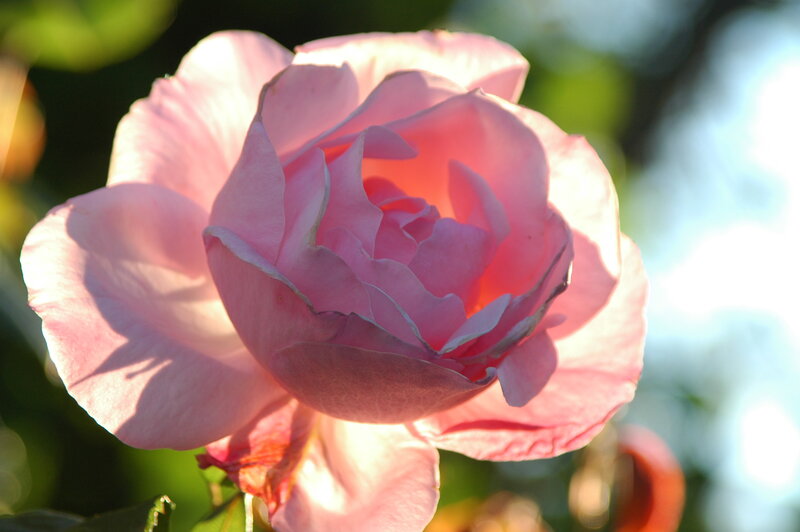 Pink Rose in Bloom — Serene, Afternoon, Photograph, Petals